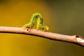 Caterpillar insect Dhaka Royalty Free Stock Photo