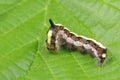 Caterpillar insect euproctis similis