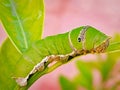 Caterpillar insect larval stage of lime butterfly a lime swallow tail  (Papilio demoleus) macro image stock photo Royalty Free Stock Photo