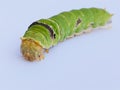 Caterpillar insect larval stage of lime butterfly a lime swallow tail  (Papilio demoleus) macro image stock photo. Royalty Free Stock Photo