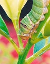 Caterpillar insect larval stage of lime butterfly a lime swallow tail eating lemon tree branch plantpart stock photo