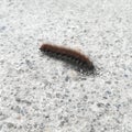 Caterpillar, insect, nature, insects, caterpillars