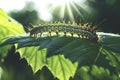 Caterpillar, insect and pest, agriculture, nature and wildlife