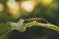 Caterpillar, insect and pest, agriculture, nature and wildlife