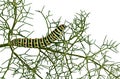 Caterpillar isolated on white background Royalty Free Stock Photo