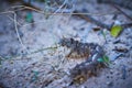 Caterpillar in its natural habitat. In beach sand in the mediterranean Royalty Free Stock Photo