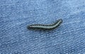 Caterpillar on a jeans background