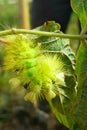 caterpillar just eating a piece of leaf