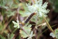 Caterpillar of lackey moth climbing a meadow grasses.