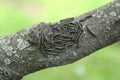 Caterpillar lackey moth cluster on tree