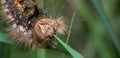 Caterpillar, large, hairy, woolly, chrysalis, drinker, moth, euthrix, patatoria, lasiocampidae, long, larva, big, huge, colorful,