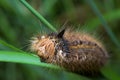 Caterpillar, large, hairy, woolly, chrysalis, drinker, moth, euthrix, patatoria, lasiocampidae, long, larva, big, huge, colorful, Royalty Free Stock Photo