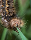 Caterpillar, large, hairy, woolly, chrysalis, drinker, moth, euthrix, patatoria, lasiocampidae, long, larva, big, huge, colorful, Royalty Free Stock Photo