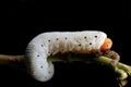 Caterpillar (larva)