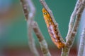 Caterpillar Royalty Free Stock Photo