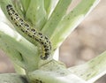 Caterpillar larva of the cabbage white butterfly Pieris brassicae, eating the leaves of a cabbage.