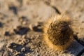 Caterpillar (Larva) in defensive stance Royalty Free Stock Photo