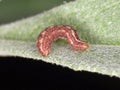 Caterpillar (Larva) of the Double striped pug moth - Gymnoscelis rufifasciata
