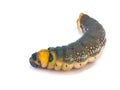 Caterpillar larva worm