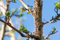 Caterpillar larvae, Brown tail caterpillars on tree