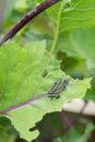 The caterpillar larvae of the cabbage white butterfly eating the leaves of a cabbage Royalty Free Stock Photo