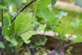 The caterpillar larvae of the cabbage white butterfly eating the leaves of a cabbage Royalty Free Stock Photo