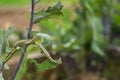 The Caterpillar Larvae Of The Cabbage White Butterfly Eating The Leaves Of A Cabbage. Macro View Of One Caterpillar Eating Green Royalty Free Stock Photo