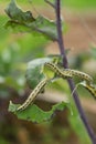 The Caterpillar Larvae Of The Cabbage White Butterfly Eating The Leaves Of A Cabbage. Macro View Of One Caterpillar Eating Green