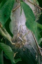 Caterpillar larvae, caterpillars on tree.