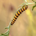 Caterpillar larvae of Cinnabar moth