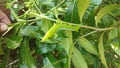 Caterpillar the larval stage of Lepidopteran.