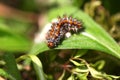 Caterpillar on a leaf Royalty Free Stock Photo