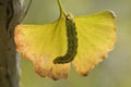 A caterpillar in the leaf