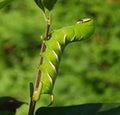 Caterpillar on leaf