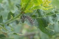 Caterpillar leaf beetle. Ecosystem. Silkworm larva close-up Royalty Free Stock Photo