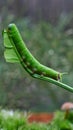 Caterpillar on leaf bokeh background Royalty Free Stock Photo