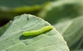 Caterpillar On a leaf of cabbage