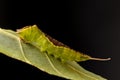 Caterpillar on leaf Cerura vinula Royalty Free Stock Photo