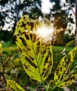 Caterpillar leaf damage sunkissed Royalty Free Stock Photo