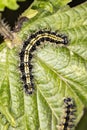 Caterpillar, leaf eating worm, of black and yellow color Royalty Free Stock Photo