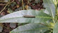 Caterpillar leaf HD Royalty Free Stock Photo