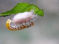 Caterpillar on the leaf and larvae Royalty Free Stock Photo