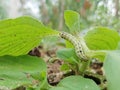 a caterpillar on a leaf looking for food Royalty Free Stock Photo