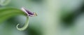 Caterpillar on leaf