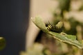 Caterpillar on Leaf Royalty Free Stock Photo