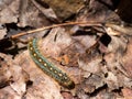 Caterpillar on leaves Royalty Free Stock Photo