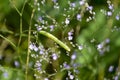 Caterpillar on leaves Royalty Free Stock Photo