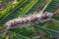 Caterpillar of Lebeda nobilis moth standing on a leaf Royalty Free Stock Photo