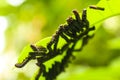 Caterpillar lepidopteraare voracious feeders and very damaging to crops. Hairy Caterpillar.