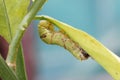 Caterpillar of the lime butterfly, papillio demoleus, at the begining of its 5th and final instar.